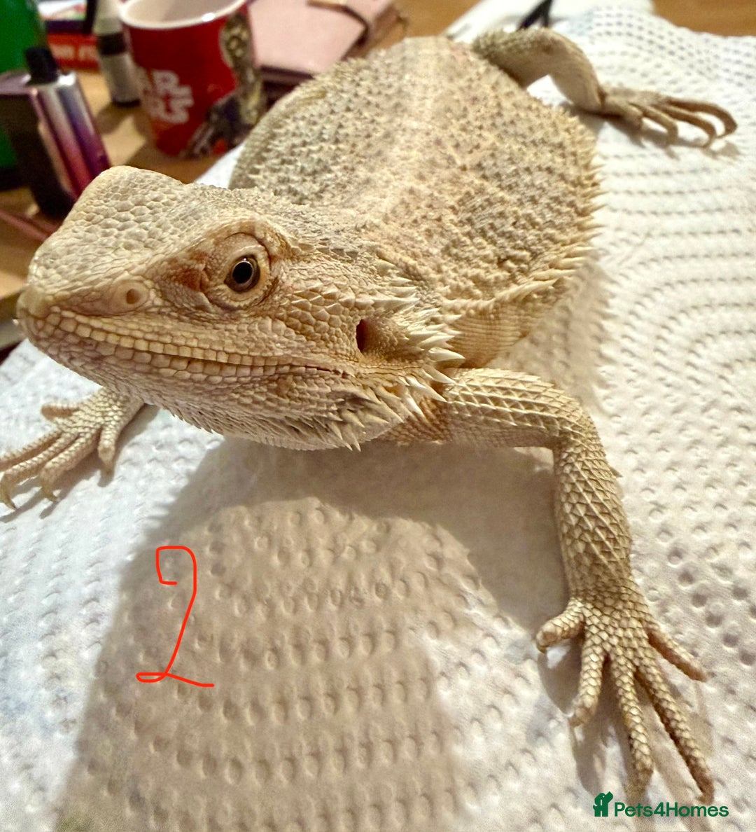 Bearded Dragon reptiles for sale: 3 x Juvenile bearded dragons  - Advert 5