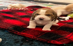 Beagle dogs for sale: Kc beagle puppies  - Advert 3