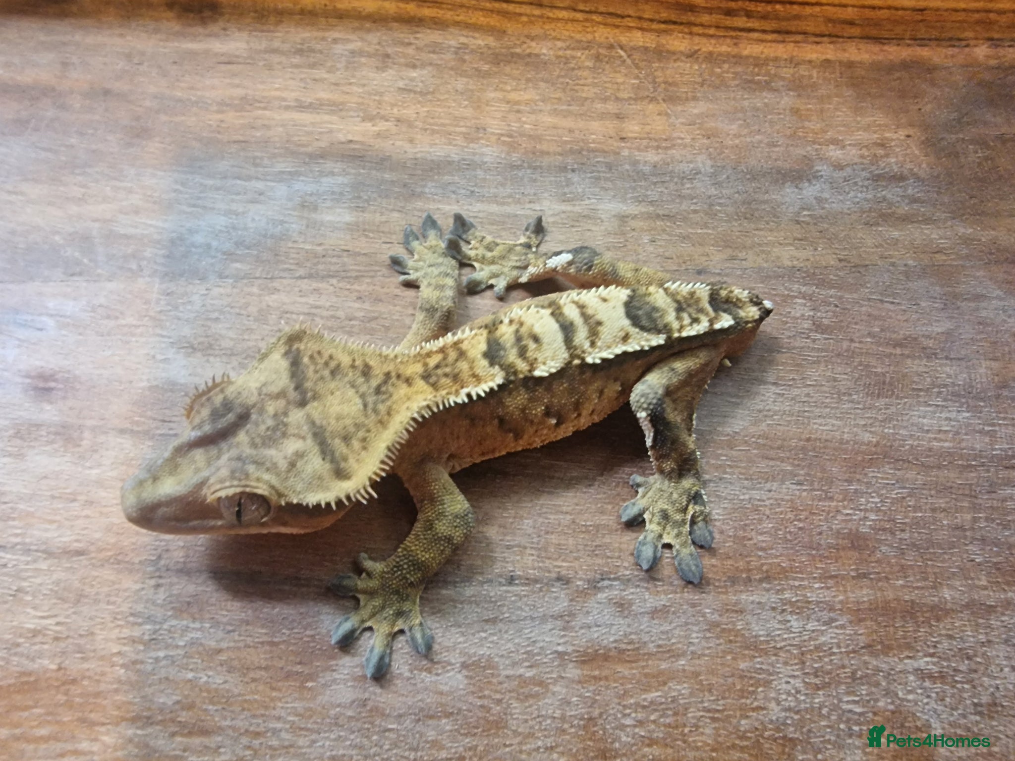 Gecko reptiles for sale: 8x Crested geckos/Full collection available!  - Advert 7