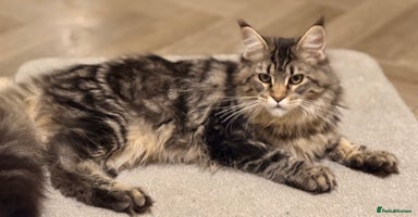 Maine Coon cats - Advert 1