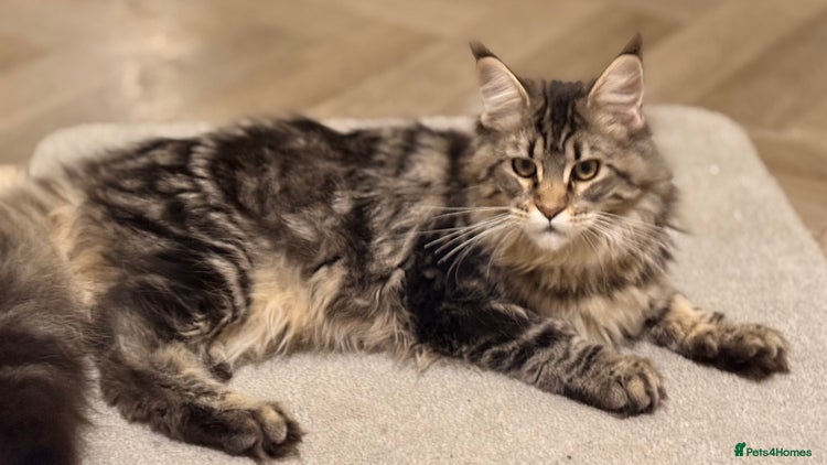 Maine Coon cats - Advert 15