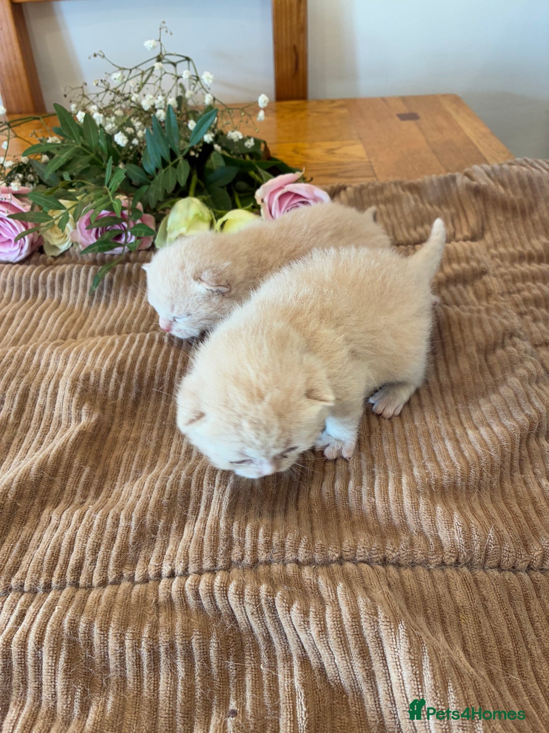 British Shorthair cats for sale: 5 TICA BRITISH SHORTHAIRED KITTENS - Image 4