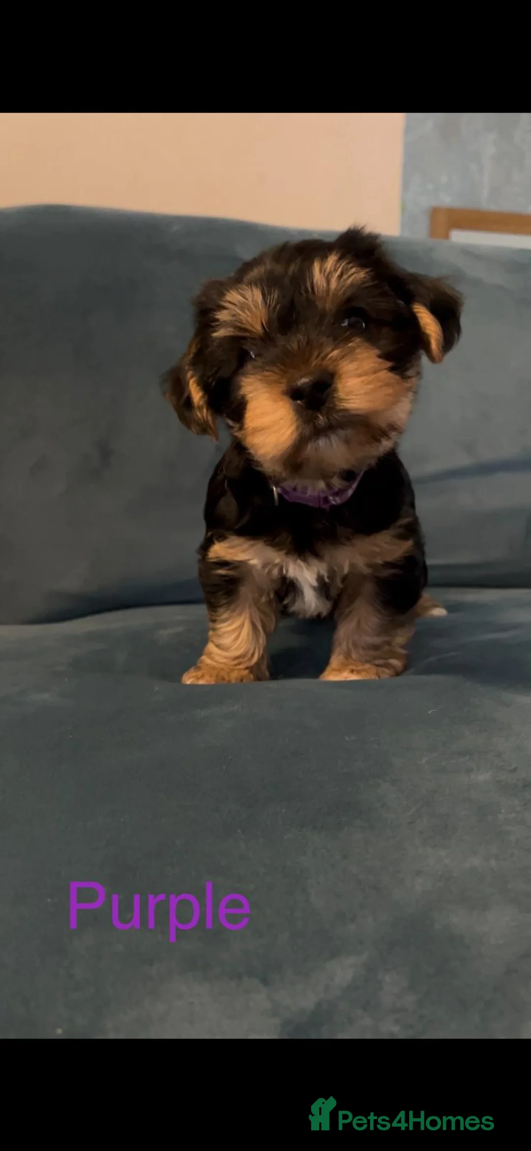 Yorkshire Terrier dogs for sale: READY NOW..PEDIGREE YORKSHIRE TERRIER FOR SALE - Advert 30
