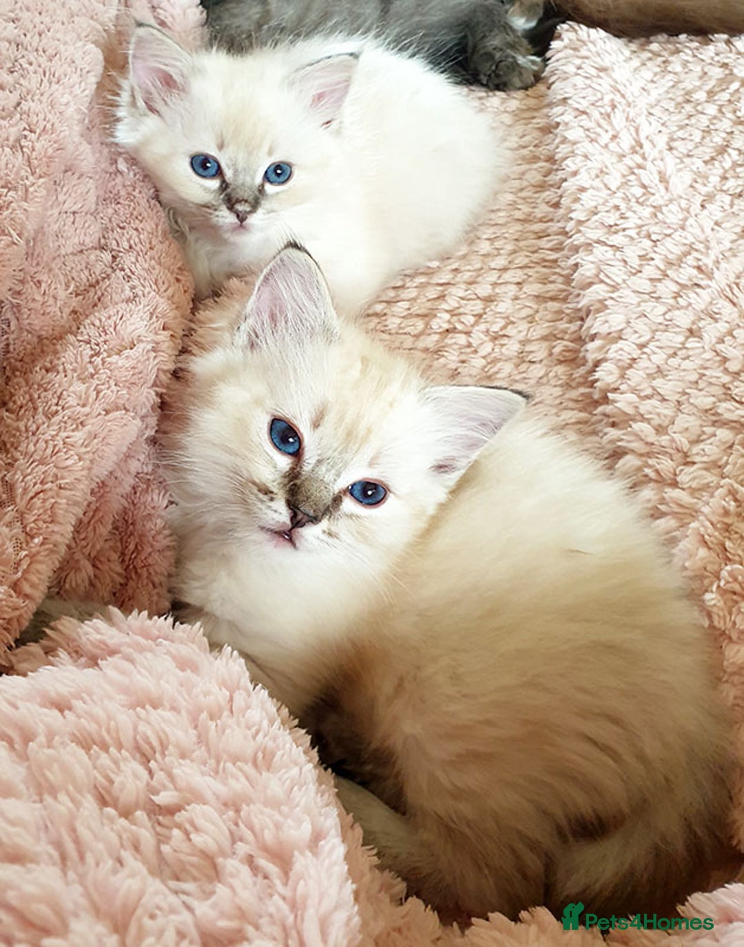 Ragdoll cats for sale: Stunning Adult Ragdoll and Kittens available!  - Image 10