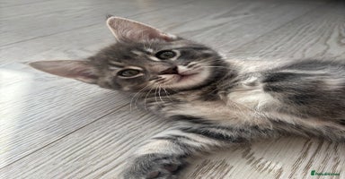 Mixed Breed cats - Advert 13