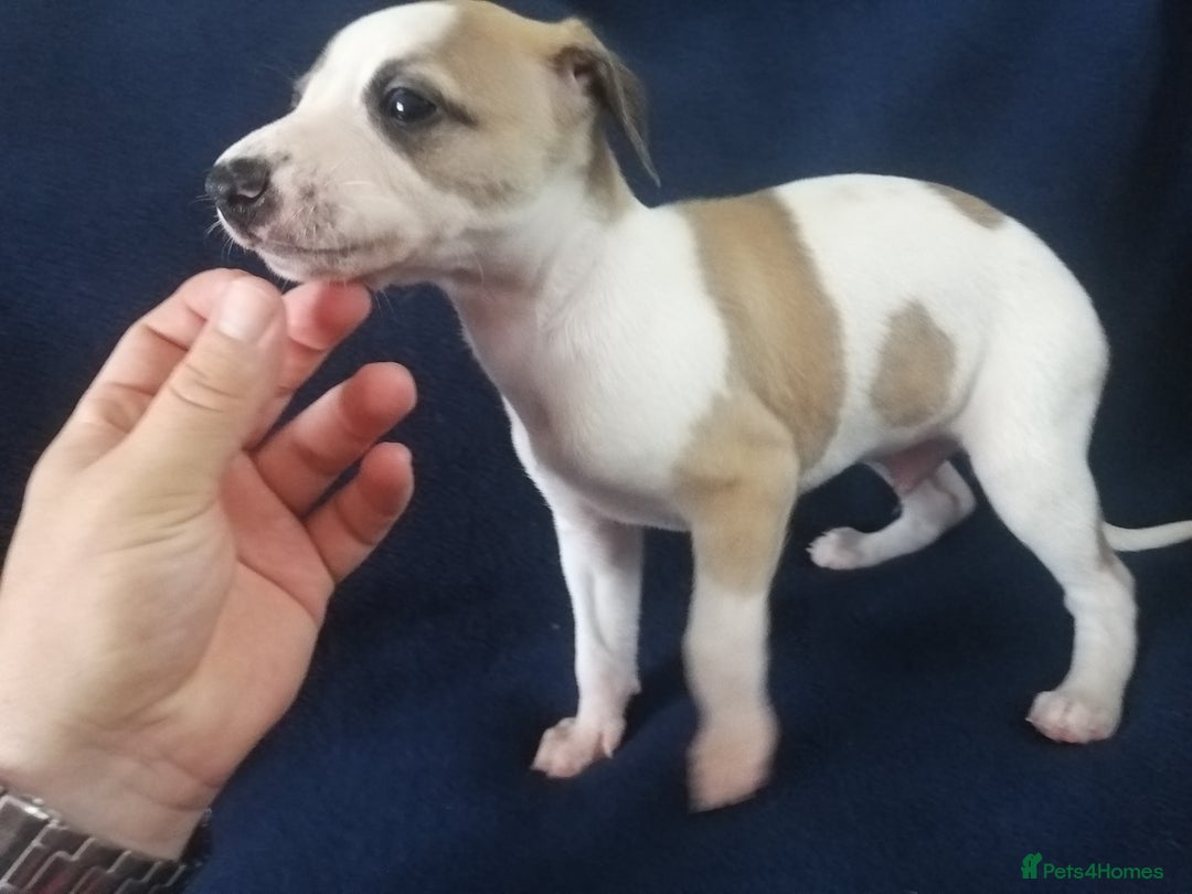 Whippet dogs for sale: Whippet pups ready now  - Image 7