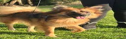 Pomchi dogs for sale: 1yo female Pomchi - Advert 1