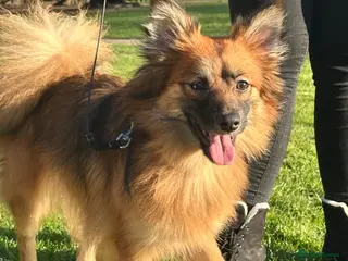 Pomchi dogs 1yo female Pomchi - Advert 1