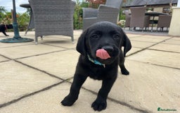 Goldador dogs for sale: Gorgeous Golden retriever/ labrador pups. - Image 10