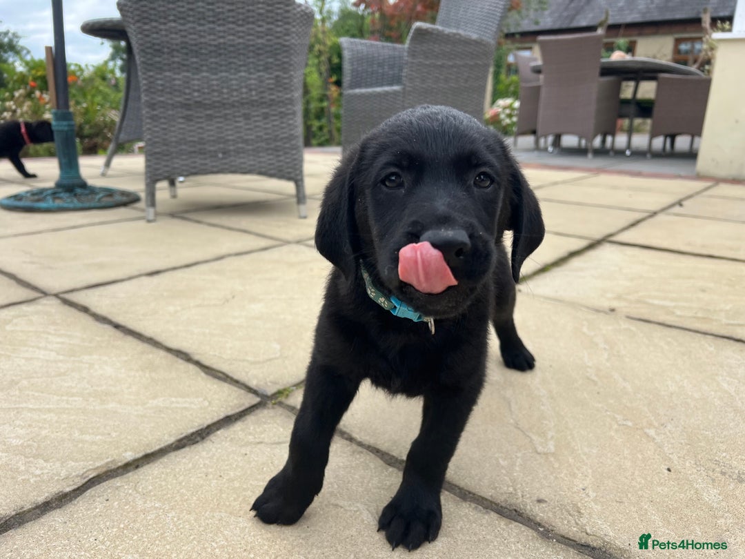 Goldador dogs for sale: Gorgeous Golden retriever/ labrador pups. - Image 10