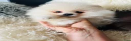 Pomeranian dogs for sale: KC white pomeranian pups ready now !  - Advert 5