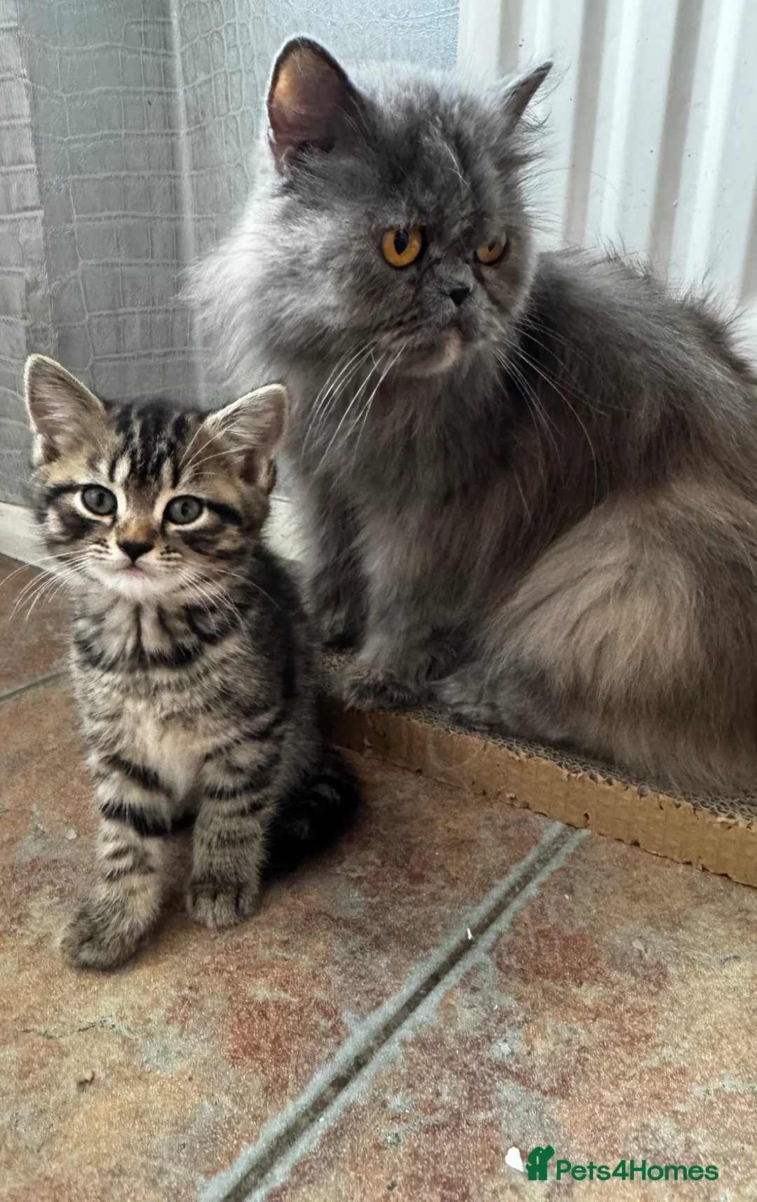 Persian cats for sale: 🐱 5 Adorable Persian Kittens for sale 🐱  - Advert 1