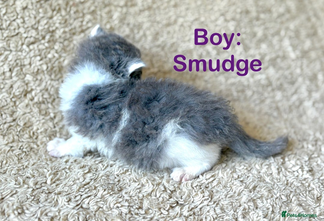 Exotic cats for sale: READY Silver Tabby cross exotic Fur Babies - Image 16