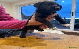 Borador dogs for sale: Collie cross Labrador  - Image 6