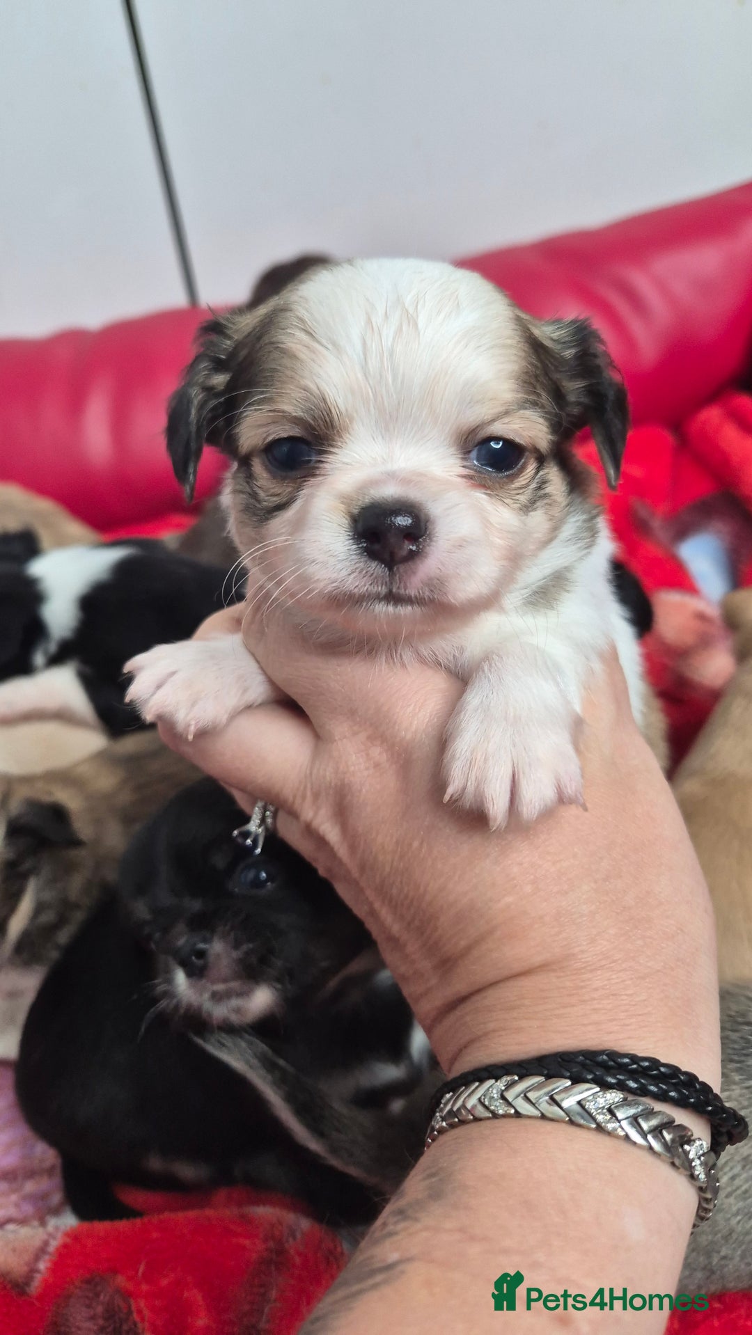Chihuahua dogs for sale: KC registered Chihuahua puppies  - Advert 21