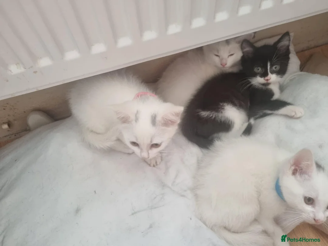 Mixed Breed cats for sale: 3 white ragdoll cross kittens for sale! - Advert 9