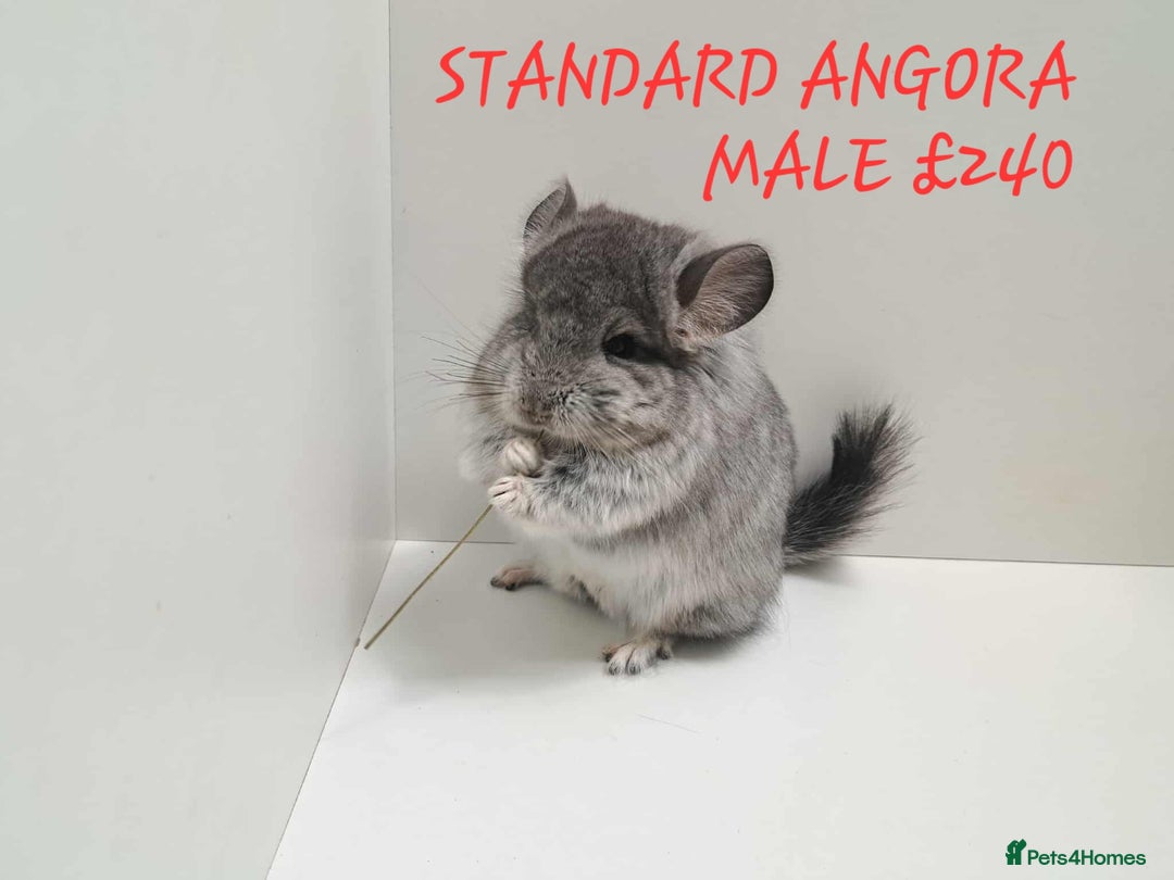 Chinchilla rodents for sale: STUNNING BABIES CHINCHILLA MIX COLOURS AND GENDER  - Image 14