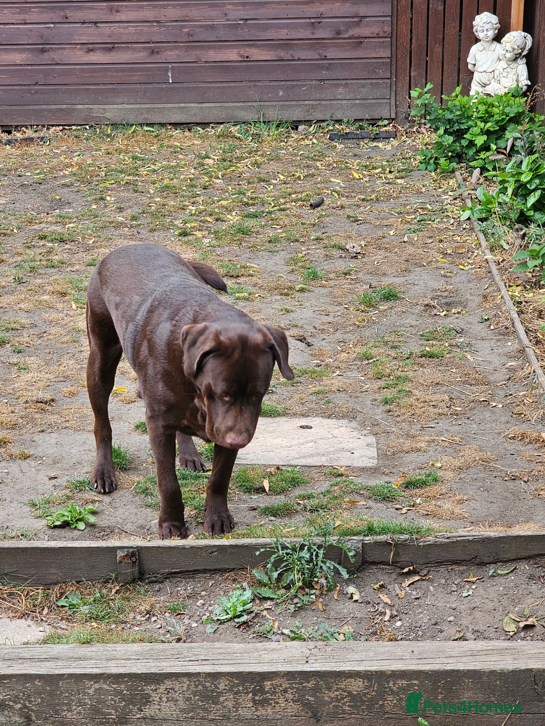 Labrador Retriever dogs for sale: Male n female none related  - Image 2