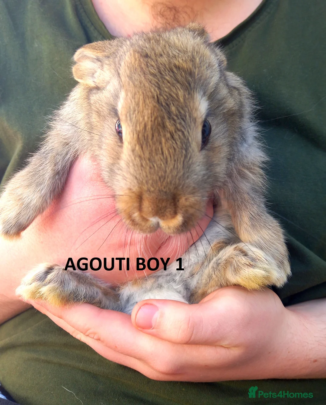 Continental Giant rabbits for sale: Quality Continental giants in Ledbury - Advert 2