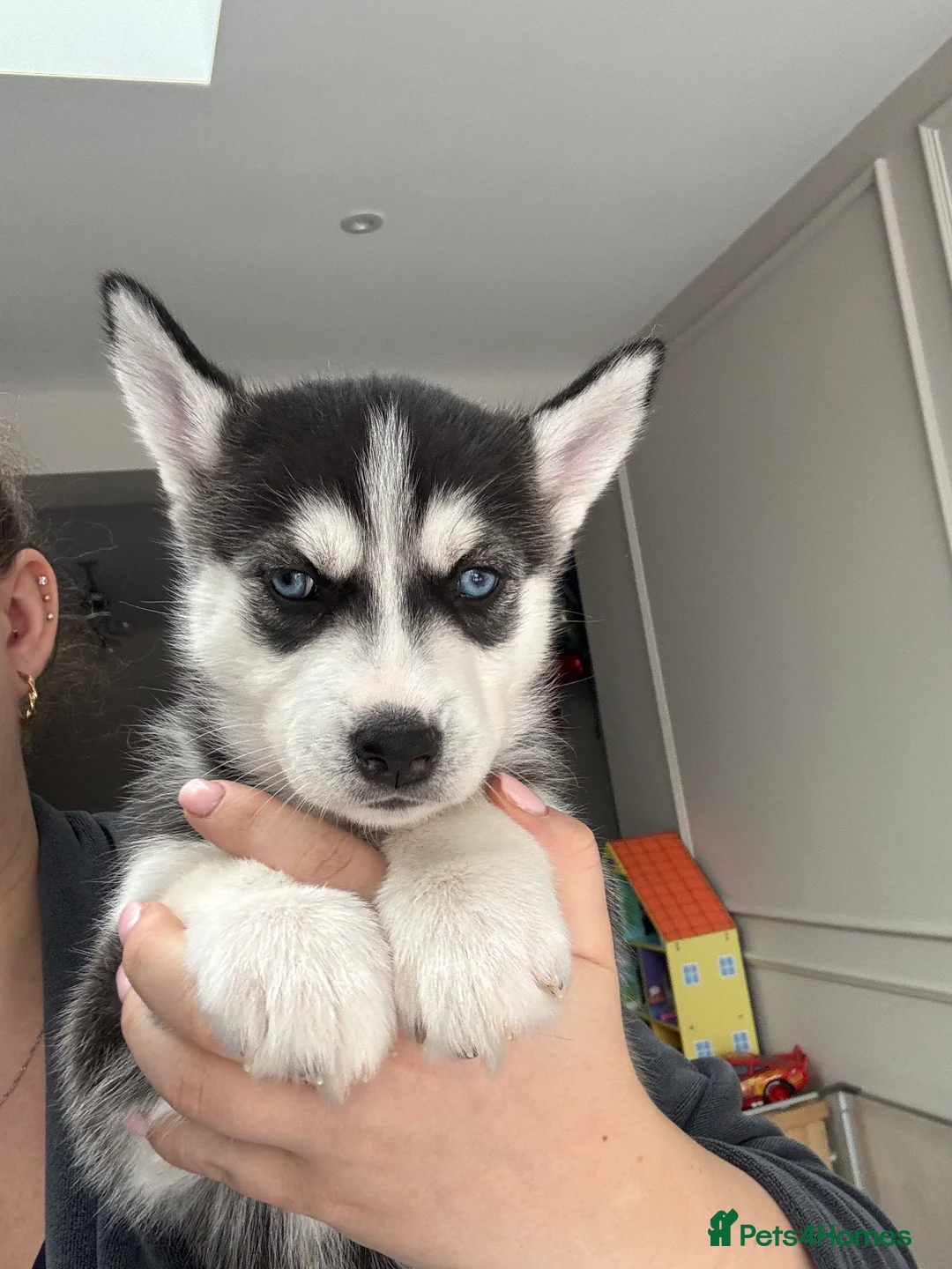 Siberian Husky dogs for sale: 1 KC REG SIBERIAN PUP LEFT (BOY)READY NOW - Advert 21
