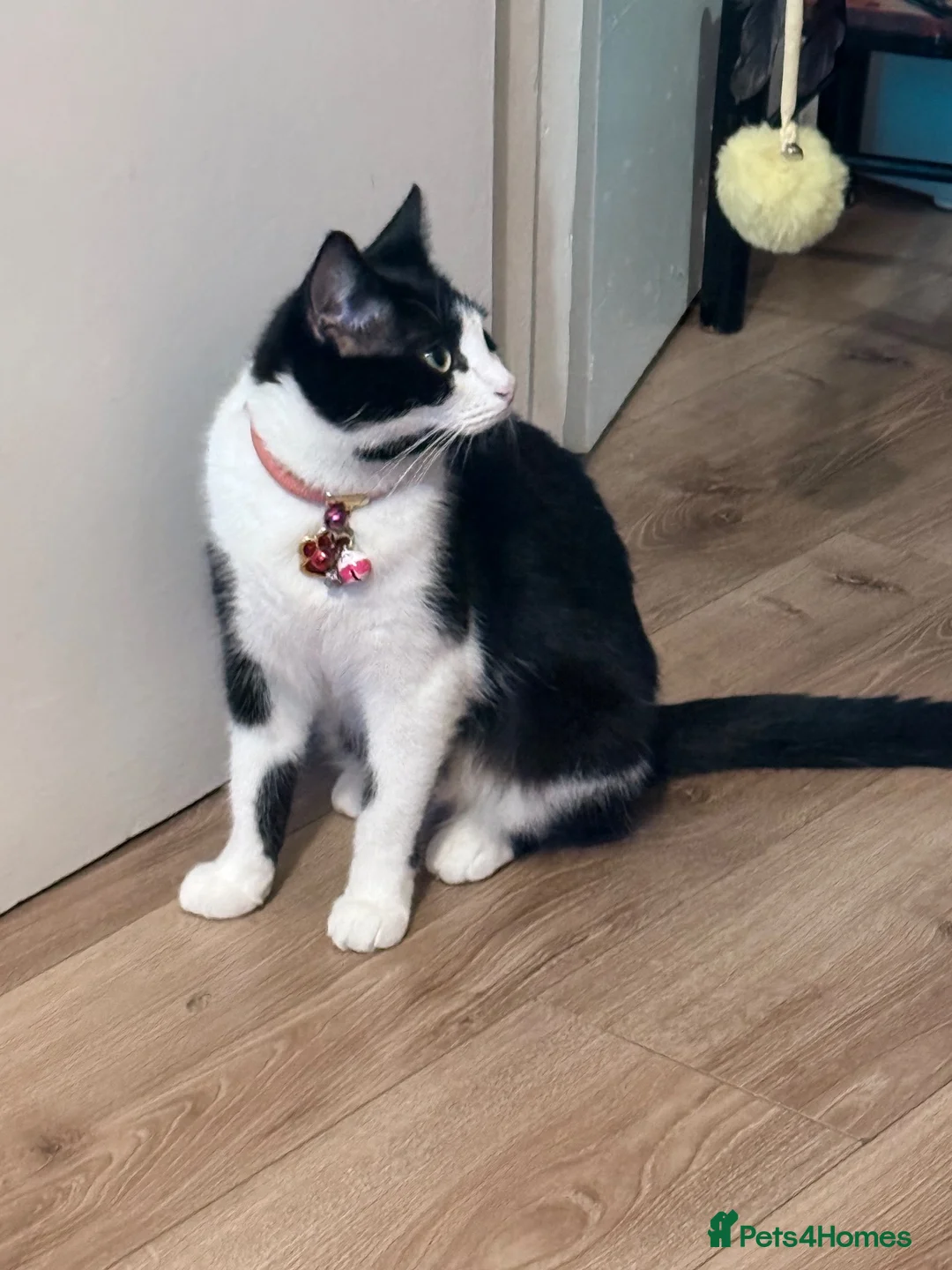Mixed Breed cats for sale: 4 lovely kittens looking for loving & caring home in Luton - Advert 25