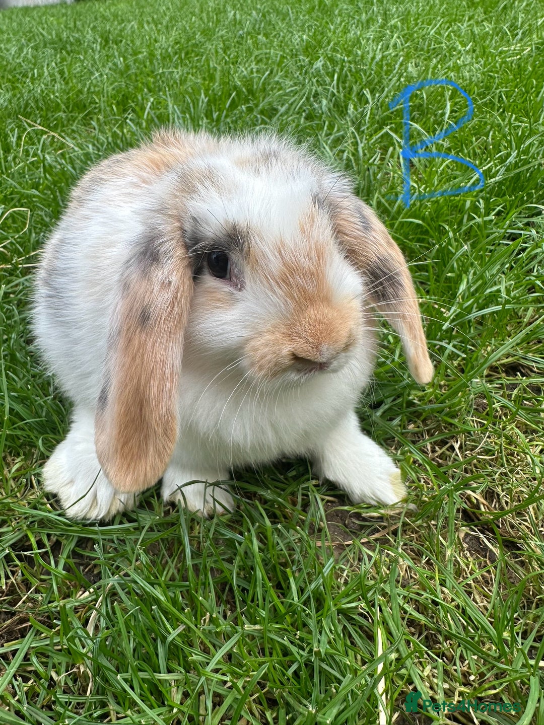 Mini Lop rabbits for sale: Mini Lop Rabbits For Sale  - Image 15