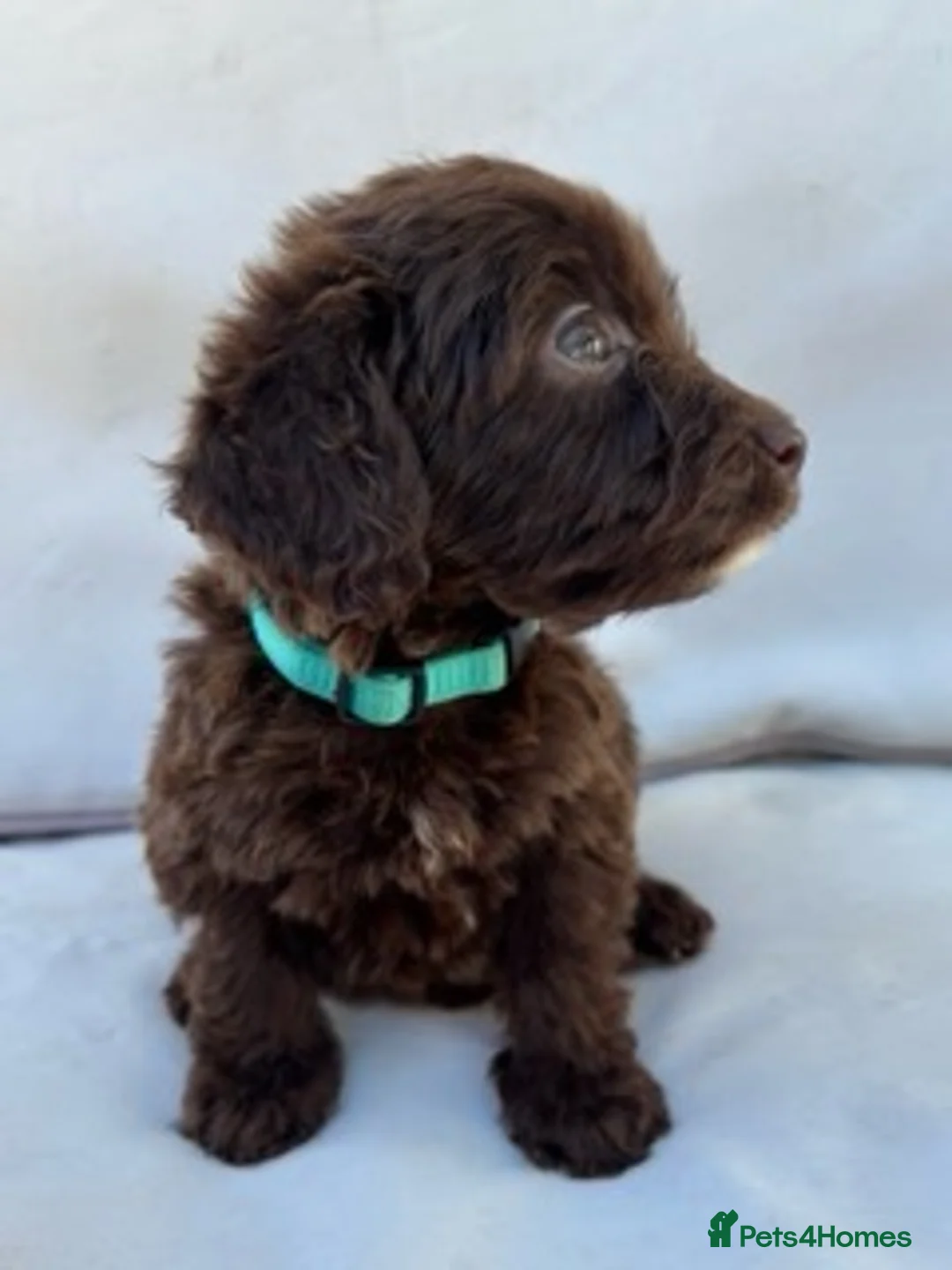 Cockapoo dogs for sale: BEAUTIFUL F1 COCKAPOO PUPPIES - Advert 2