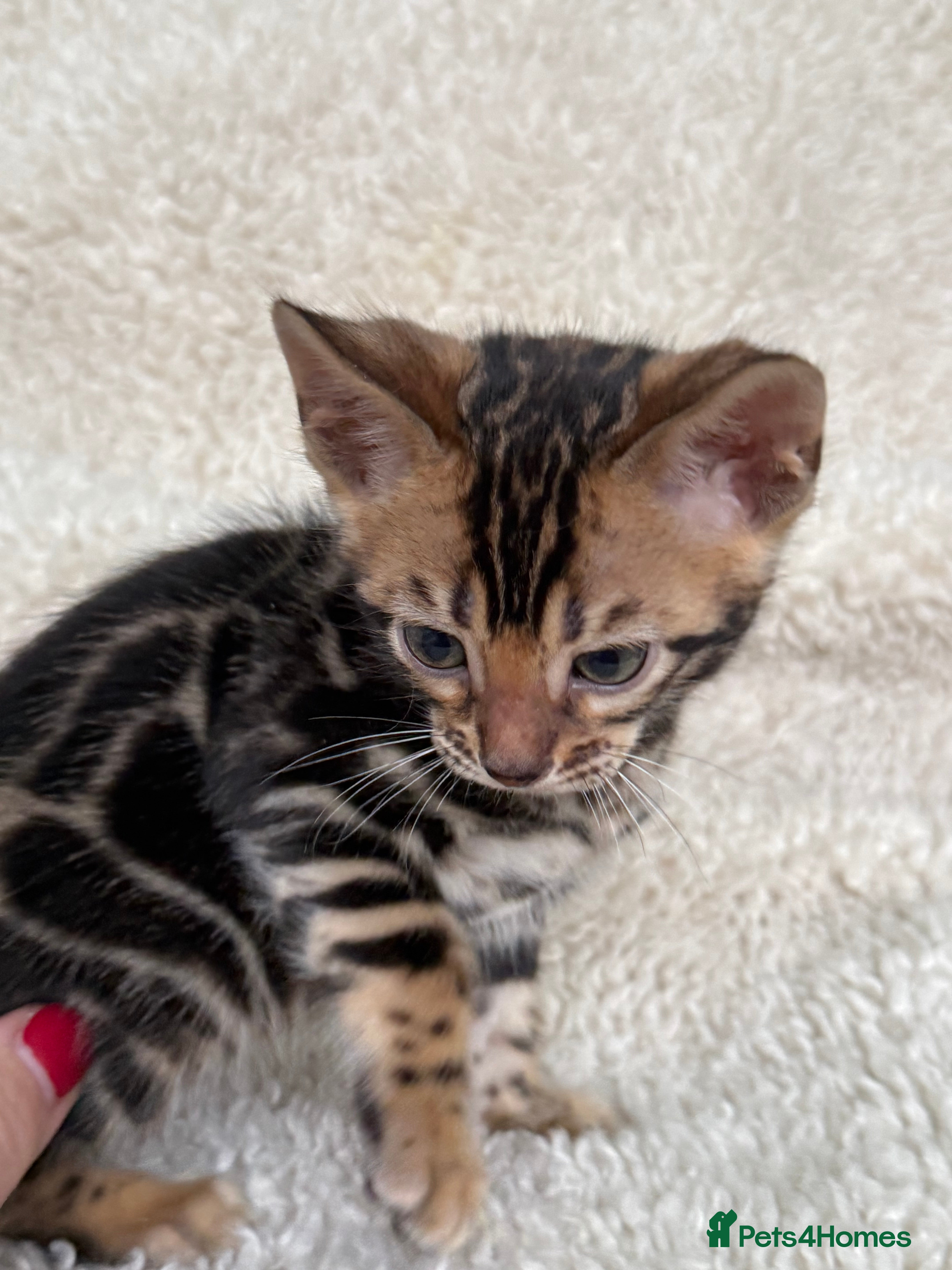 Bengal cats Bengal Kittens Looking for Loving Homes 🐾  - Advert 2