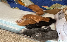 Maine Coon cats for sale: Maine coon kittens  - Image 8