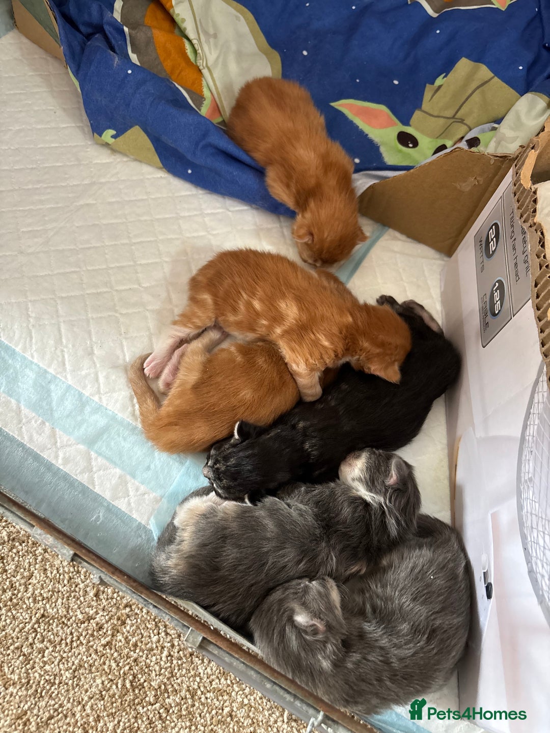 Maine Coon cats for sale: Maine coon kittens  - Image 8