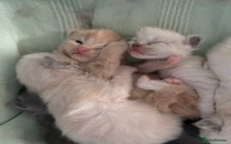 Ragdoll cats for sale: Beautiful Ragdoll Kittens  - Advert 1