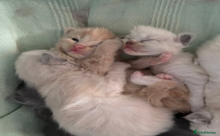 Ragdoll cats Beautiful Ragdoll Kittens  - Advert 1