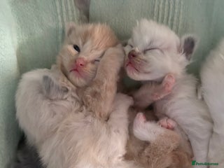 Ragdoll cats Beautiful Ragdoll Kittens - Advert 1