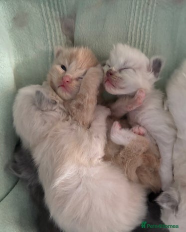 Ragdoll cats Beautiful Ragdoll Kittens - Advert 1