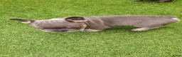 French Bulldog dogs for sale: French bulldog  - Advert 7