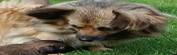 Mixed Breed dogs for sale: Exceptional Papillon × Mittel Spitz Puppies in Wisbech - Advert 12
