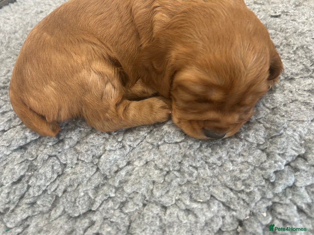 Cocker Spaniel dogs for sale: Exceptionally well bred puppies  - Image 5