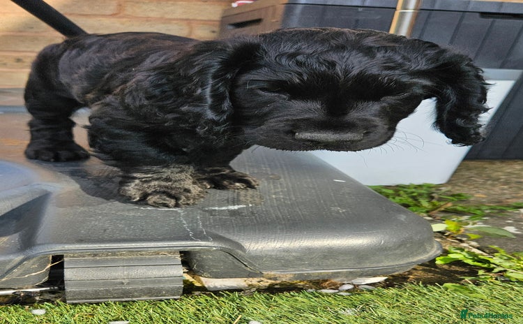 Cocker Spaniel dogs - Advert 3