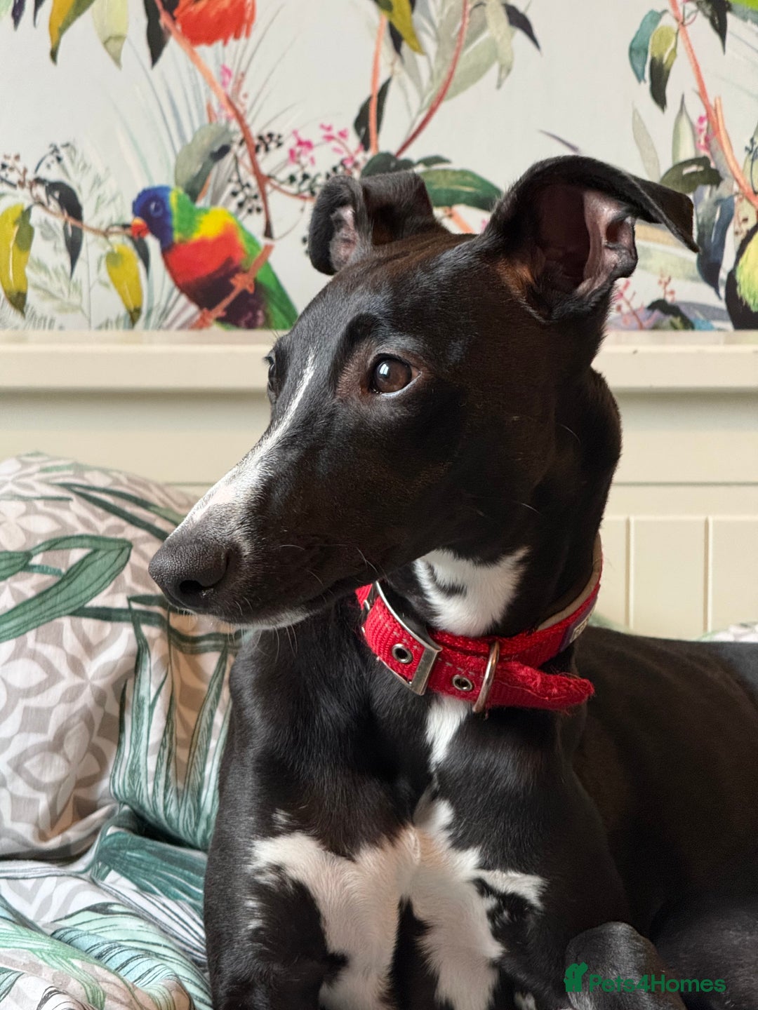 Whippet dogs for sale: 6 months old whippet - Image 4