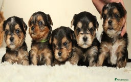 Yorkshire Terrier dogs for sale: Gorgeous Yorkshire puppies  - Image 5