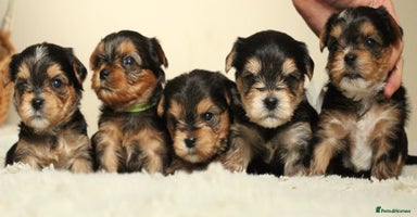 Yorkshire Terrier dogs - Advert 8