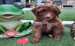 Cockapoo dogs for sale: ** BEAUTIFUL LITTER OF COCKAPOOS ** - Image 11