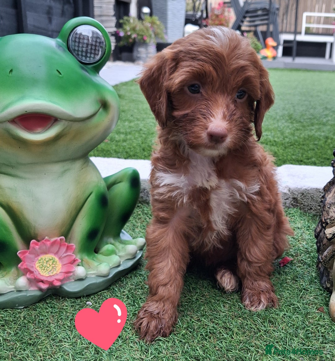 Cockapoo dogs for sale: ** BEAUTIFUL LITTER OF COCKAPOOS ** - Image 11