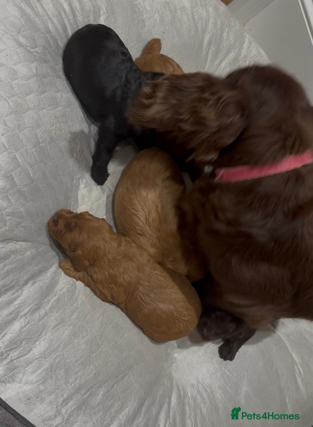 Cockapoo dogs for sale: Stunning cockapoo girls with health tested parents - Advert 17