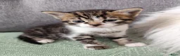Mixed Breed cats for sale: Kitten in Poole - Advert 5