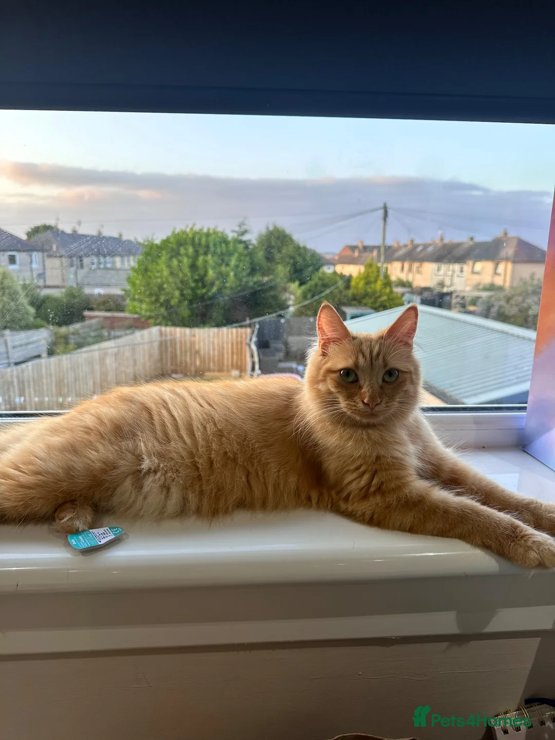 Mixed Breed cats for sale: 1 male ginger kitten  in Aberdeen - Advert 6