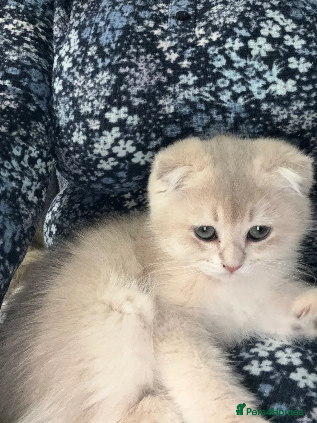 Scottish Fold cats for sale: purebred Scottish Chinchilla kittens - Advert 2