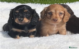 Miniature Dachshund dogs for sale: Beautiful long haired miniature dachshund puppies  - Image 1