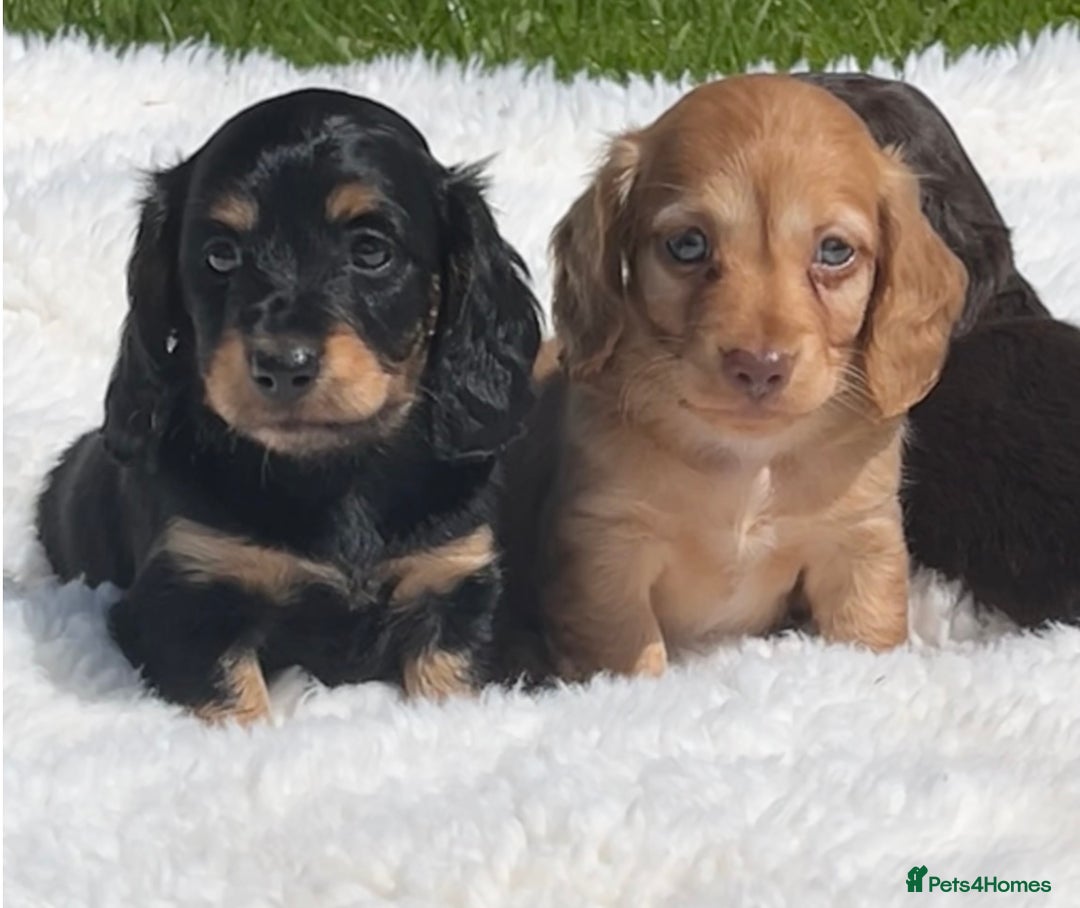 Miniature Dachshund dogs for sale: Beautiful long haired miniature dachshund puppies  - Image 1