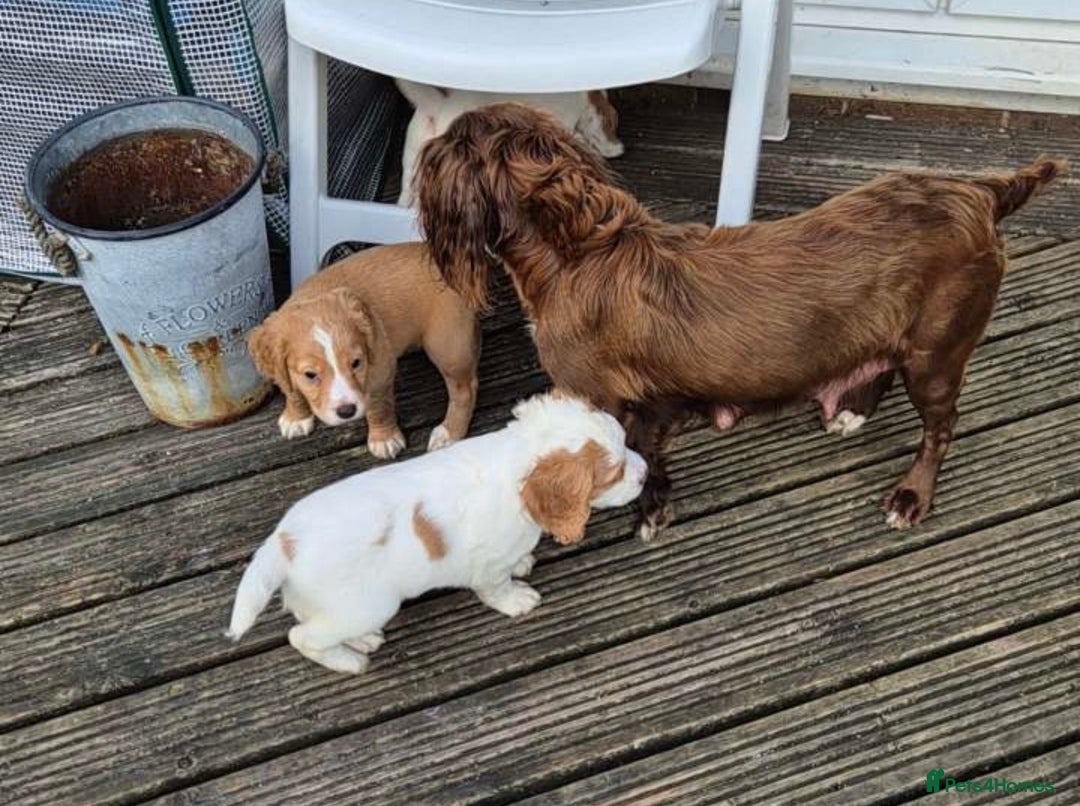 Cocker Spaniel dogs for sale: Cocker Spaniel Puppies  - Image 6